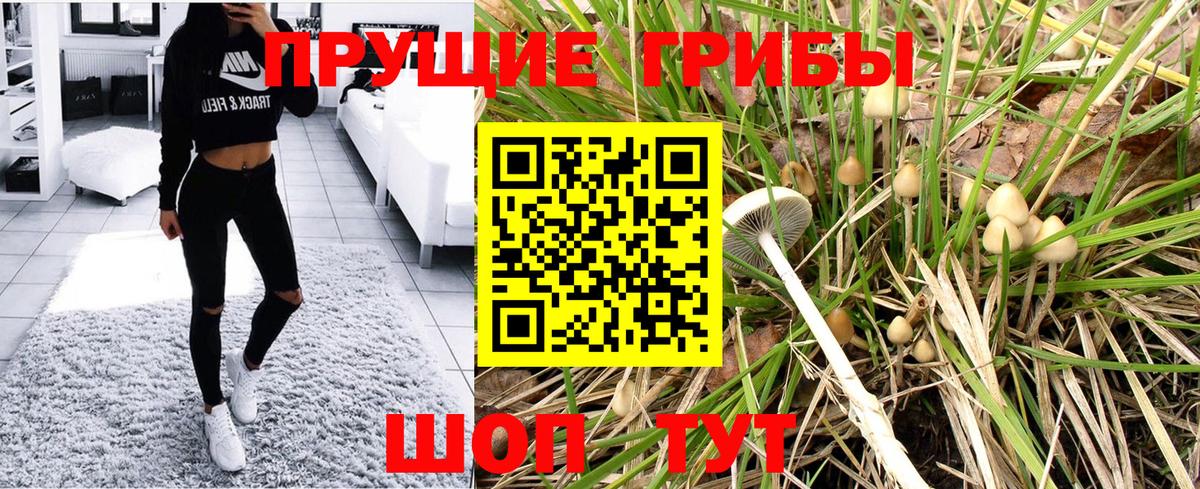 Северск  Псилоцибиновые грибы Psilocybine cubensis  Вход с VPN 